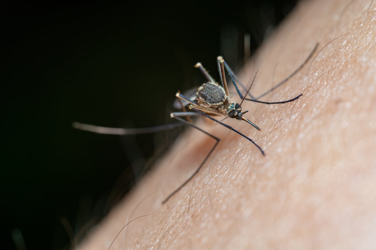 Mosquito on skin